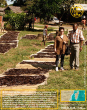 Vanille Bourbon, gousses noires non fendues